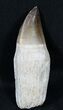 Rooted Mosasaur Tooth - Giant Tooth! #31449-1